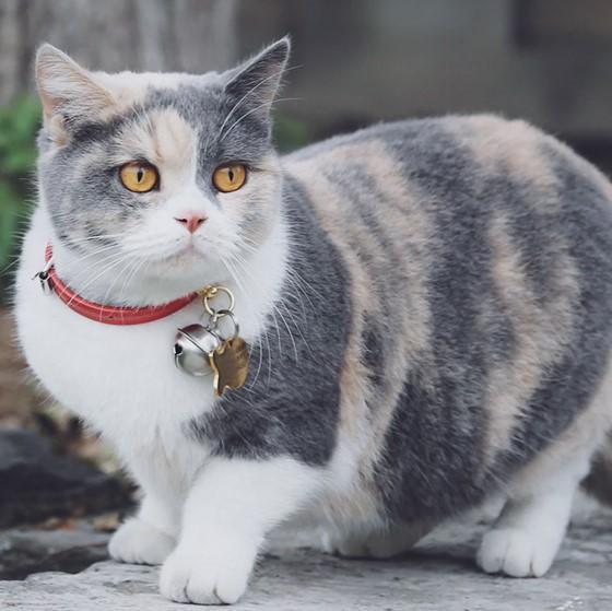 Do Flea Collars Really Work on Cats?