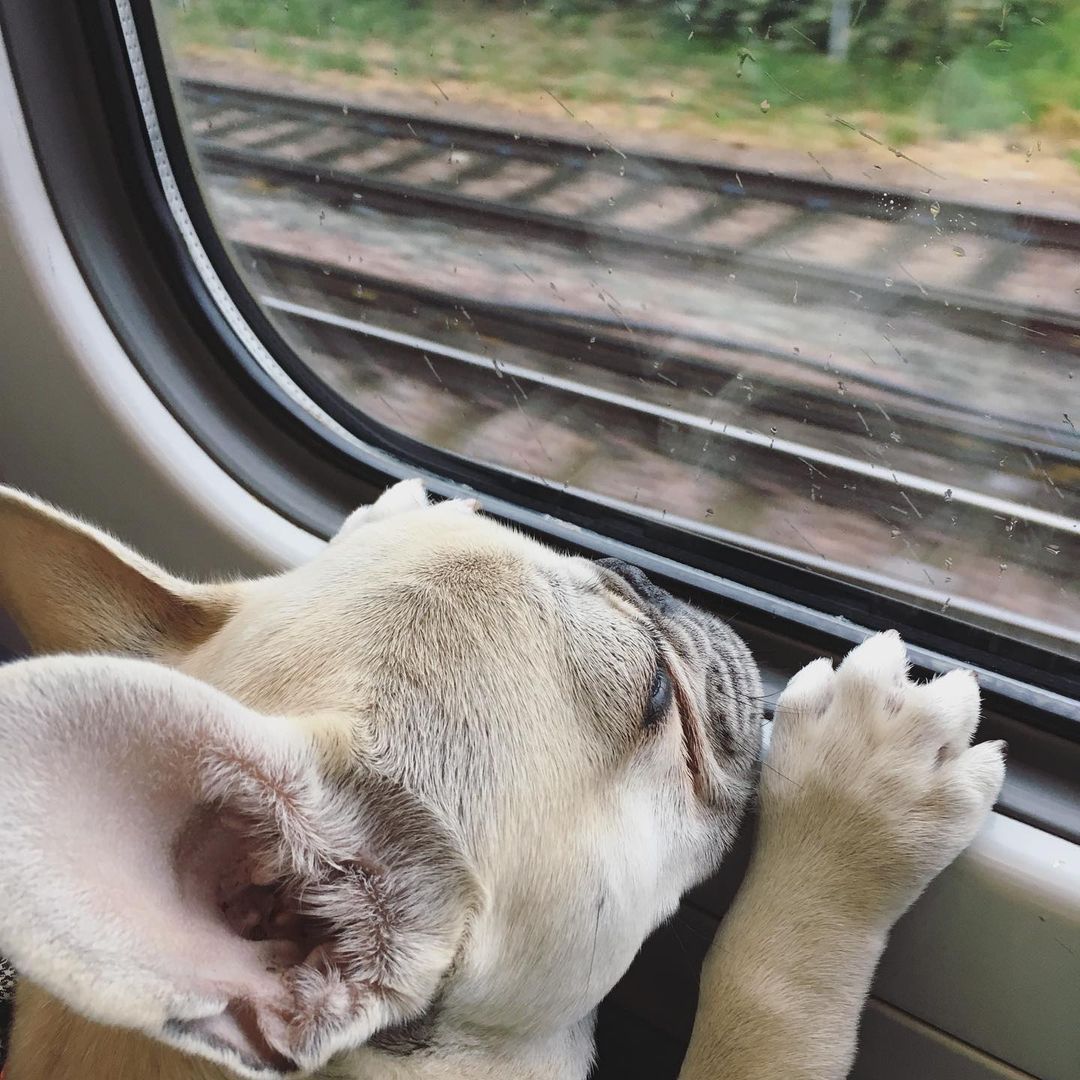 can dogs travel on the eurostar