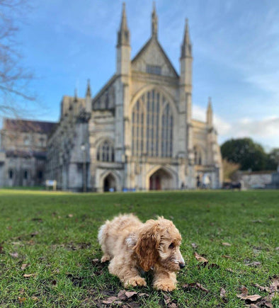 Tips for a Pet Adventure in Winchester, UK