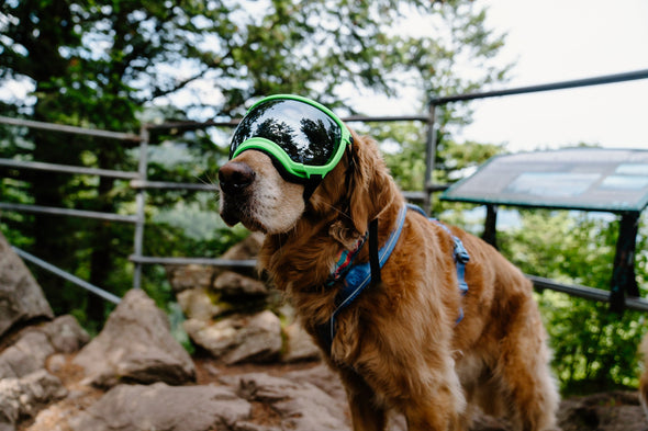 Rex Specs V2 Dog Goggles (NEW) Ski & Snowboard Goggles RexSpecs 