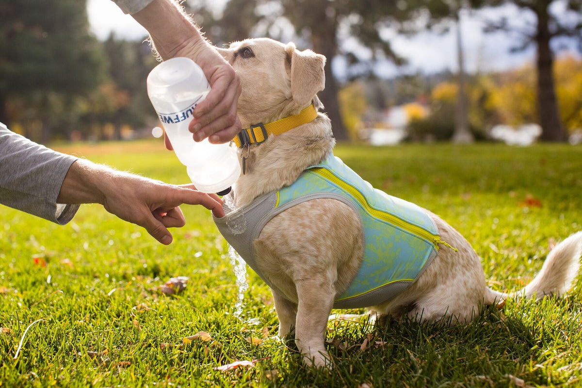 Ruffwear service shop dog vest