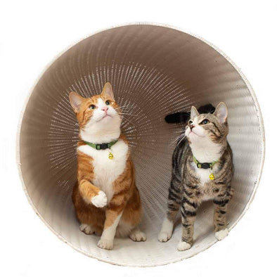 Tom & Tabby Reflective Cat Collar - Long Paws Cat Collar Long Paws 