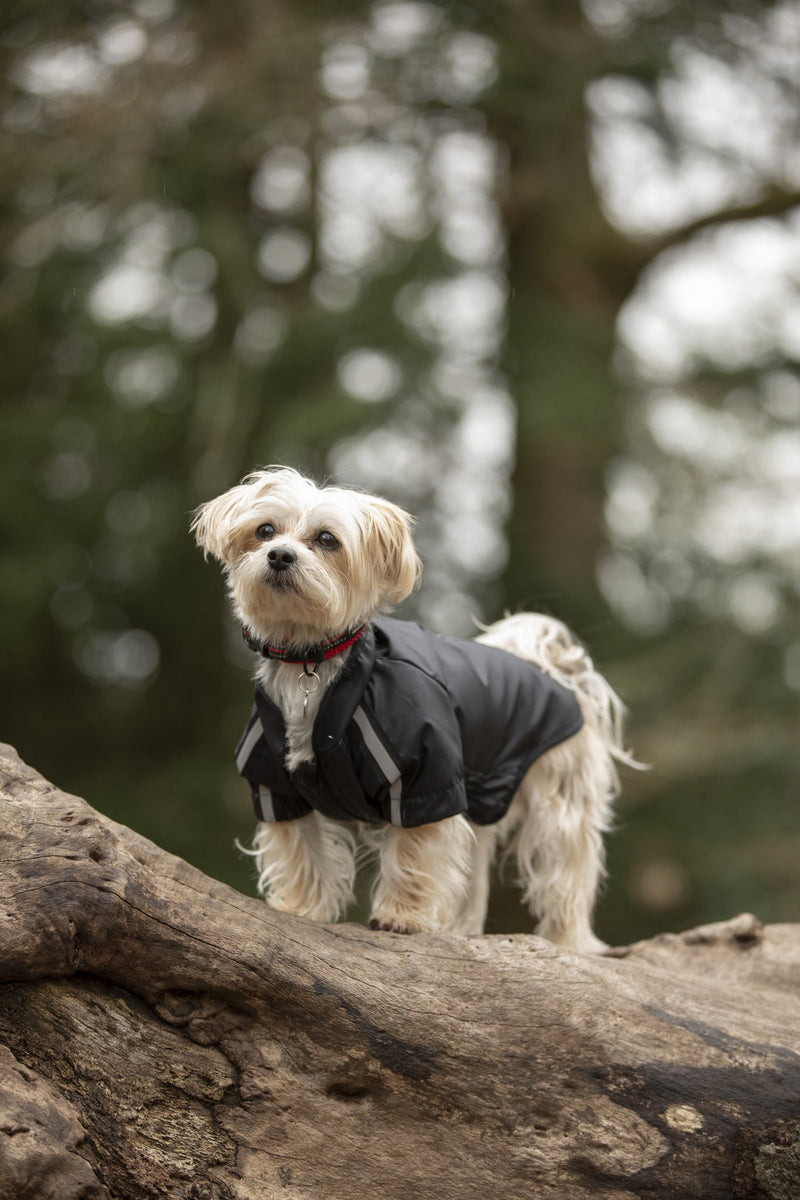 Trespaws on sale dog coat