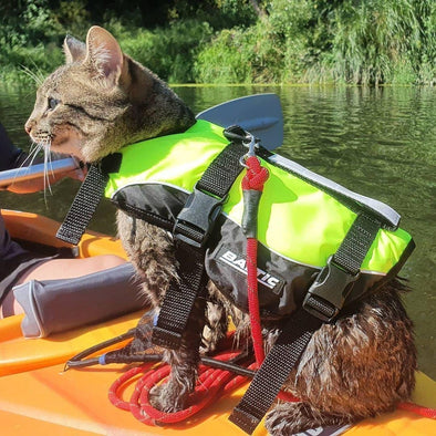 10 Essential Facts on Cat Life Jackets to Guarantee Safety!
