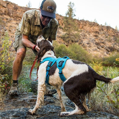 13 Reasons to Use the Ruffwear Webmaster Harness for Hiking