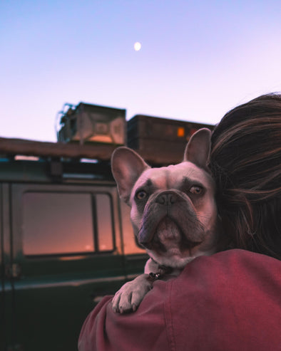15 Pet Travel Tips to help Pet Parents travel with their Pets!