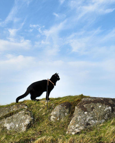 5 Steps for an Enjoyable Trip to Ireland With Your Pet