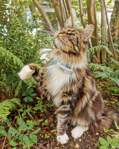 6 Questions to unveil the mystery that surrounds the Tractive GPS Cat Tracker