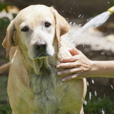 8 Items to Keep a Car Clean with a Muddy Dog