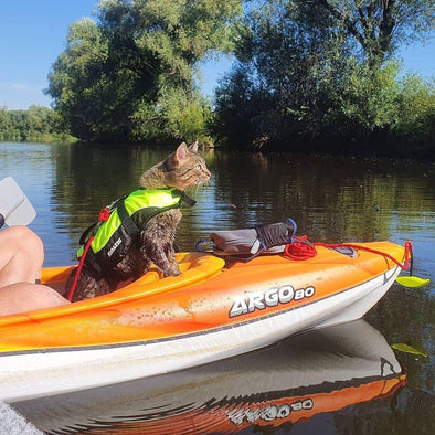Can Cats Wear Life Jackets?