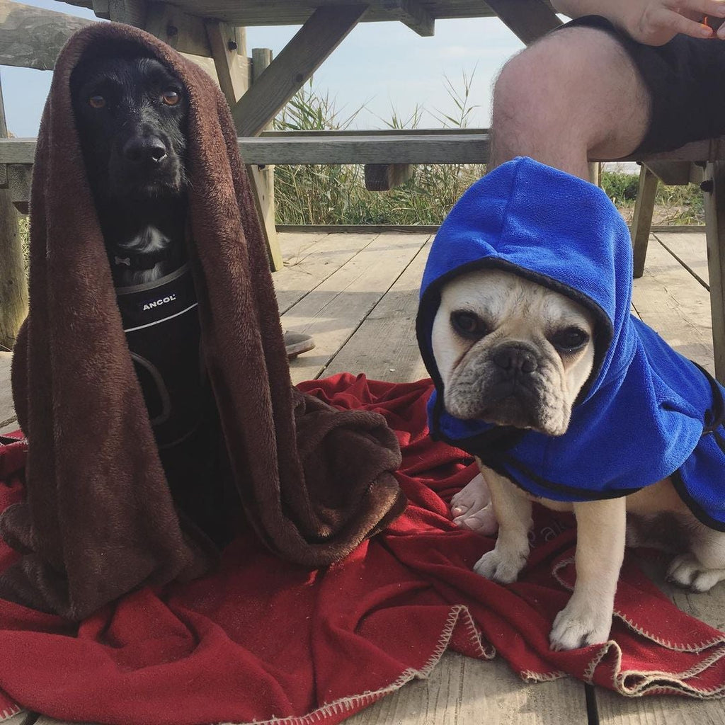 Woman Dresses Her Dog As A Mop, And It's Probably The Best Pet Costume  We've Ever Seen