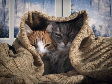 Cat Travel Guide: Keeping your cat safe in winter