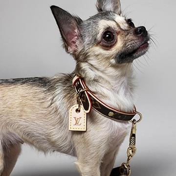 Stylish Louis Vuitton Pet Carrier - The Rich Times  Louis vuitton dog  carrier, Louis vuitton pet carrier, Pet carriers