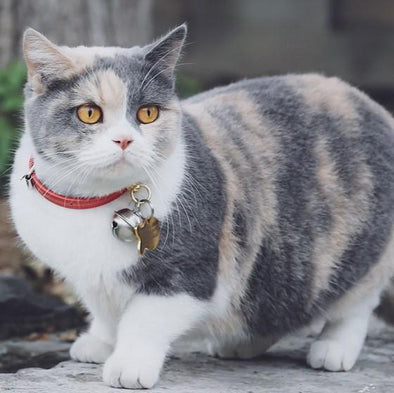 Do Cat Flea Collars Really Work?
