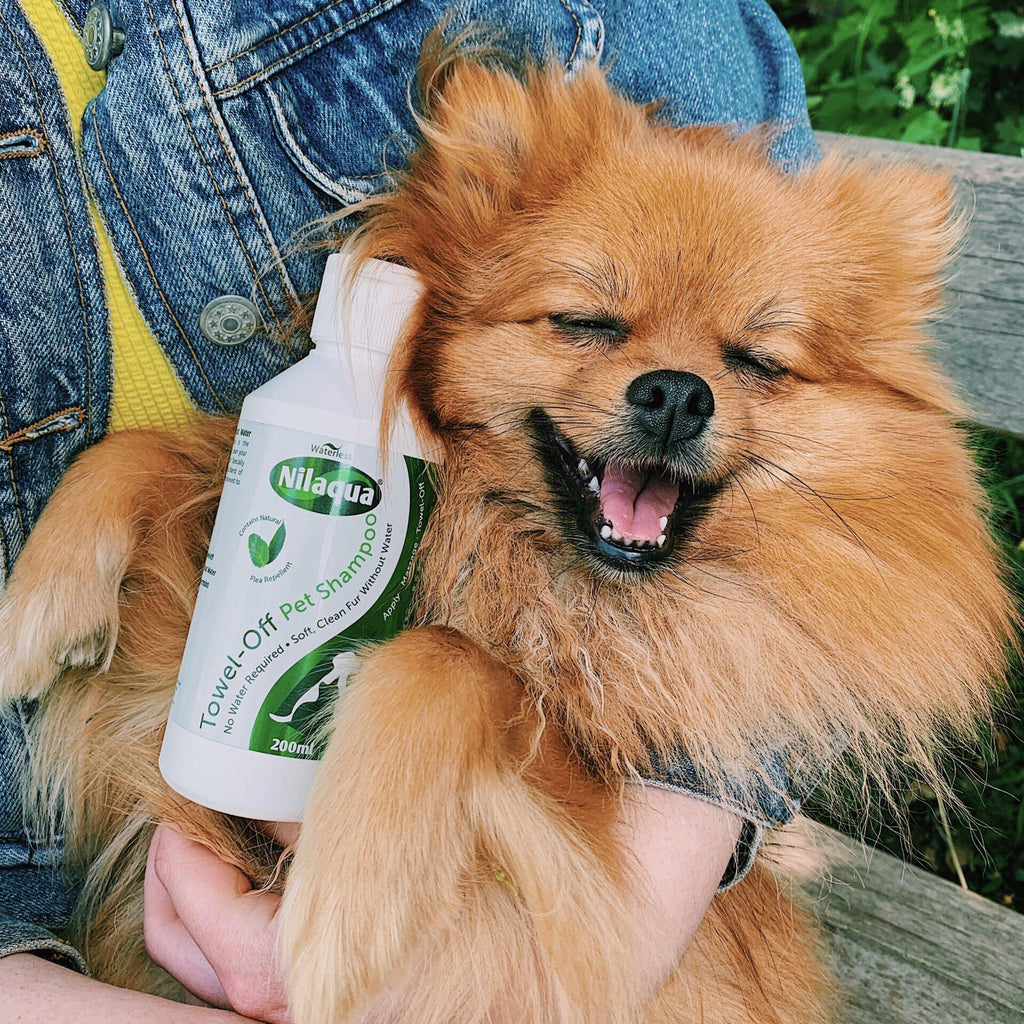 https://travfurler.com/cdn/shop/articles/do-waterless-dog-shampoos-work-959627_1024x1024.jpg?v=1636578992