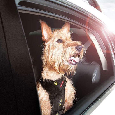 Dog Seat Belts - Should Dogs Wear Them?