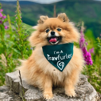 Dog Travel Guide: Travelling Abroad With a Dog