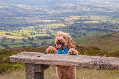 Dog walking in Wales - The best spot reviewed by @_reggiethecockapoo_