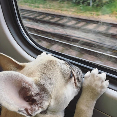 Eurostar Travelling with Pets: Is Eurostar Pet Friendly?