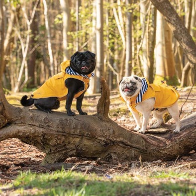 Here are 5 of the Best Yellow Dog Raincoats for Winter!