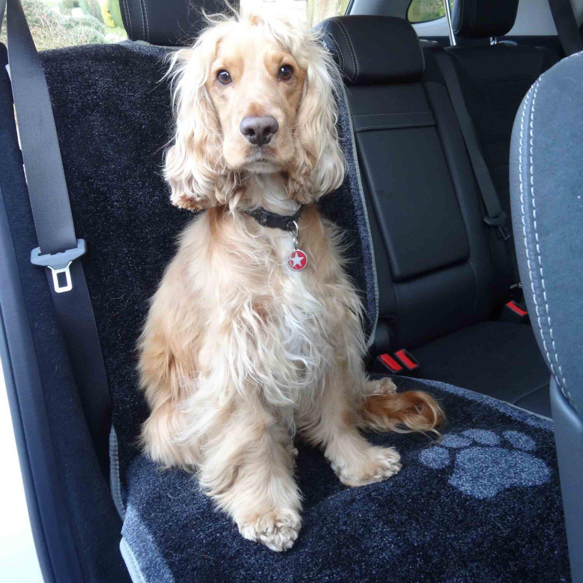 how do you secure a dog in the boot of a car