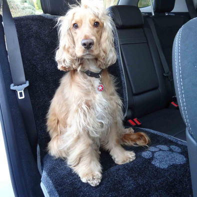 How Should a Dog Travel in a Car?