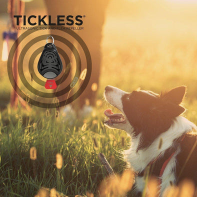 How to Prevent Ticks on Dogs While Hiking