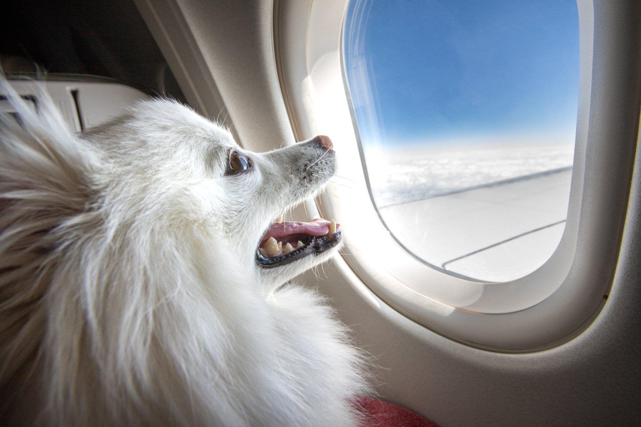 American airlines traveling with a dog best sale