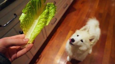 Is Lettuce Safe for Dogs? Can Dogs Have Lettuce?