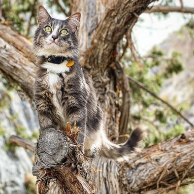 Meet Travfurlers @denaligato & Sandra, The Adventure-cat & Rock Climber Duo