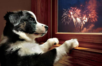 Pets are Anxious During Fireworks Season, Here's How to Help Them