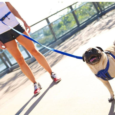 Run with your Dog - The EzyDog Road Runner Bungee Dog Lead