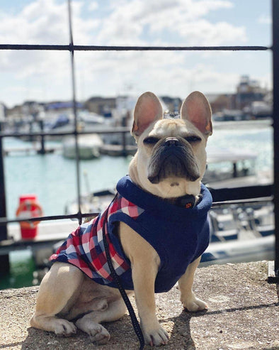 Tips For a Pet Adventure in Southampton, UK