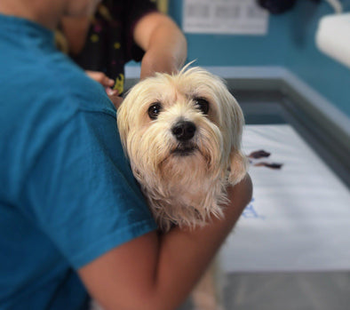 Travel, Vaccinations and Titer Tests for Dogs