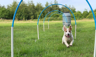 What Is Canine Hoopers?