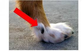 Why Is My Dog Licking Their Dew Claw?