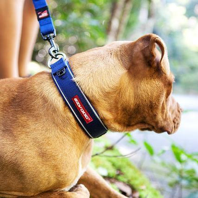 Why Should You Use a Waterproof Dog Collar?