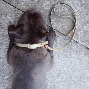 Outdoor Dog Leads