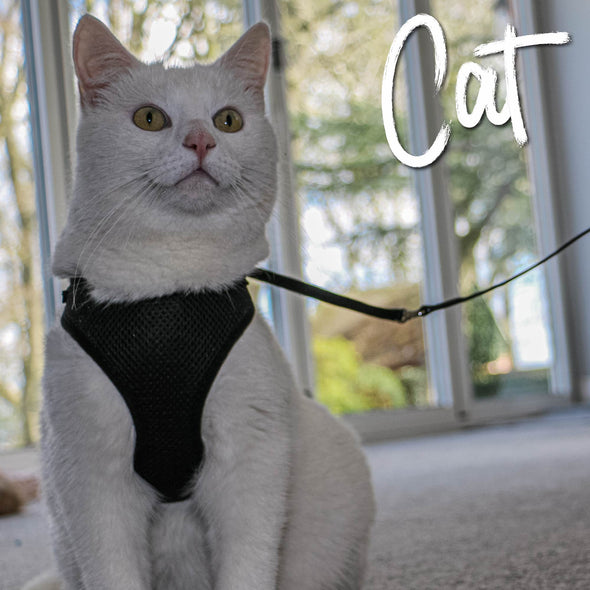 Ancol Soft Cat Harness & Lead Set Pet Collars & Harnesses Ancol 