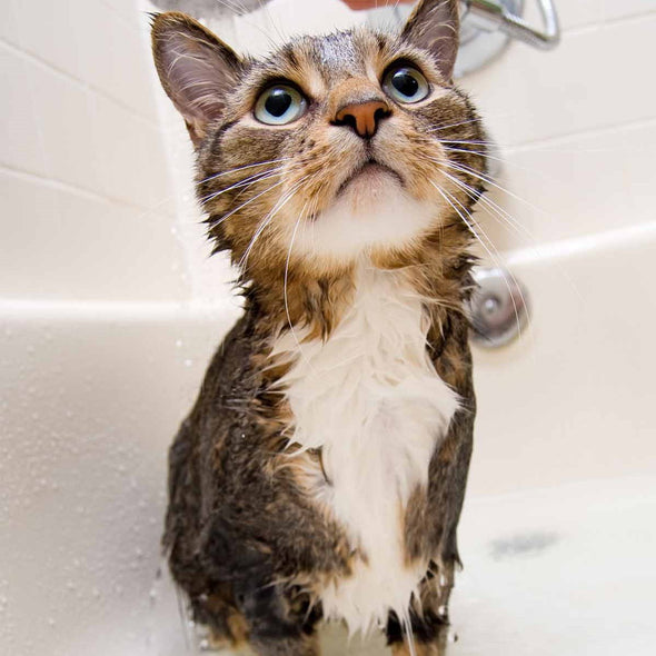 Anti-Bacterial Aqueos Cat Shampoo Pet Shampoo & Conditioner Aqueos 