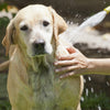 Aqueos Dog Hose Attachment Shampoo Pet Shampoo & Conditioner Aqueos 