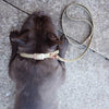 BioThane Waterproof Dog Collars collar Travfurler Ltd 