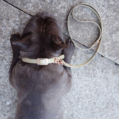 BioThane Waterproof Dog Collars collar Travfurler Ltd 