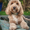 British Tweed Dog Collar collar Travfurler Ltd 