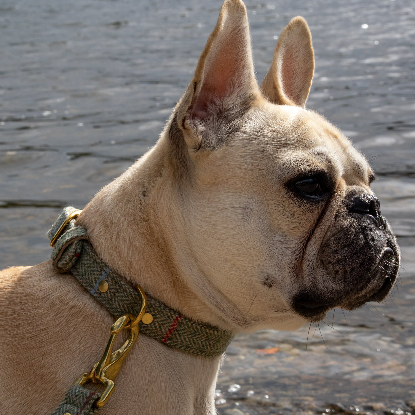 Designer Dog Collars - Does Louis Vuitton make them? – Travfurler