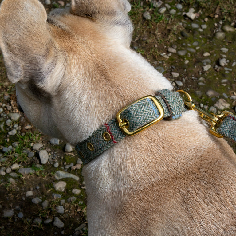 Louis Vuitton Dog Collar - Handmade Designer Dog collar