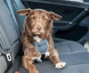 CarSafe Dog Travel Harness Pet Collars & Harnesses Company of Animals 