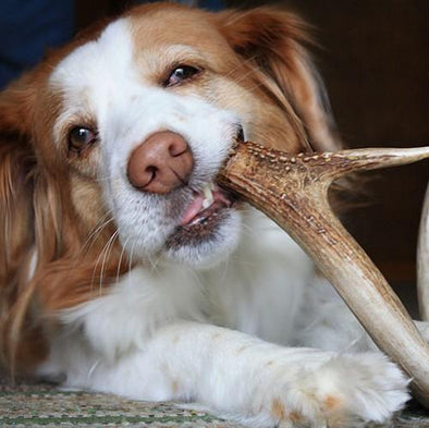 Deer Antlers for Dogs - Antos Chew Antos 
