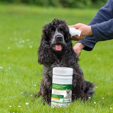 Disinfectant Wipes For Dogs - Aqueos Wipes Aqueos 