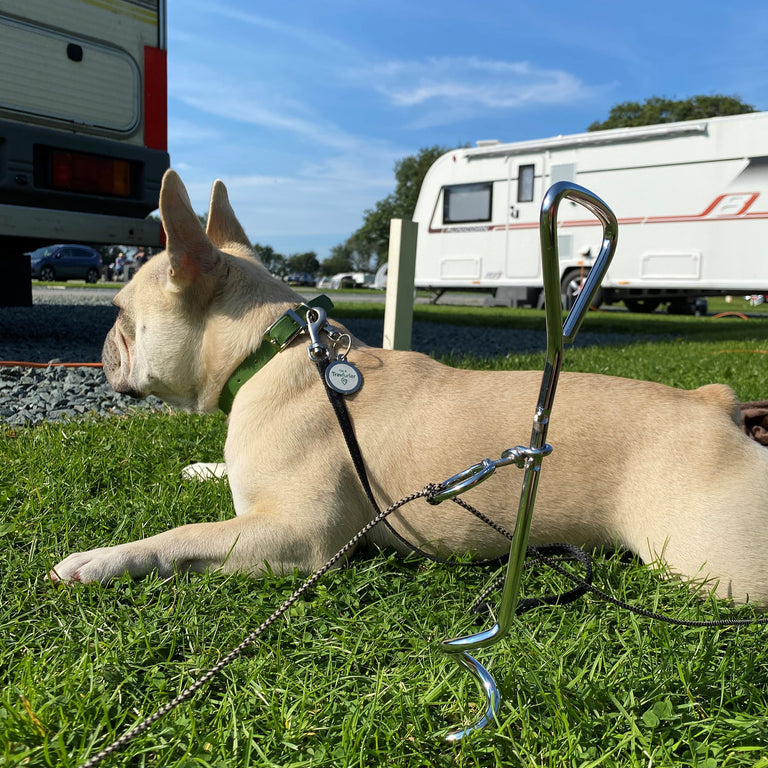 Stake and shop leash for dogs